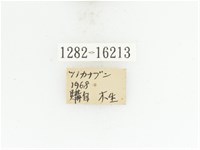 臺灣扇角金龜藏品圖，第2張