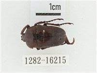 曹德褐騷金龜藏品圖，第1張