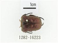 藍艷白點花金龜藏品圖，第1張