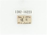 藍艷白點花金龜藏品圖，第2張