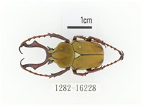 臺灣角金龜藏品圖，第1張