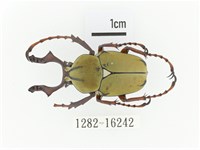 臺灣角金龜藏品圖，第1張