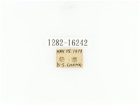 臺灣角金龜藏品圖，第2張