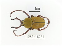 臺灣角金龜藏品圖，第1張