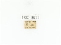 臺灣角金龜藏品圖，第2張