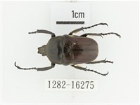 曹德褐騷金龜藏品圖，第1張