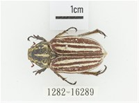 臺灣白條金龜藏品圖，第1張