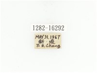 臺灣白條金龜藏品圖，第2張