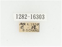 黃肩長腳花金龜藏品圖，第2張