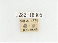 黃肩長腳花金龜藏品圖，第2張