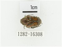 黑斑陷紋金龜藏品圖，第1張