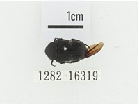 偽橫斑黑花金龜藏品圖，第1張