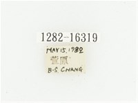 偽橫斑黑花金龜藏品圖，第2張