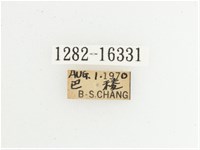 綠艷長腳花金龜藏品圖，第2張