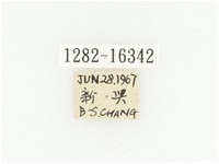 橫斑黑花金龜藏品圖，第2張