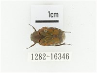 黑斑陷紋金龜藏品圖，第1張