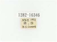 黑斑陷紋金龜藏品圖，第2張