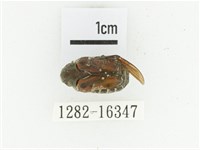 黑斑陷紋金龜藏品圖，第1張