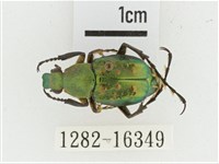 綠艷長腳花金龜藏品圖，第1張