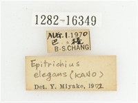 綠艷長腳花金龜藏品圖，第2張