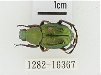 綠艷長腳花金龜藏品圖，第1張