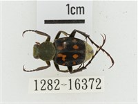 黃肩長腳花金龜藏品圖，第1張