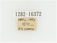 黃肩長腳花金龜藏品圖，第2張