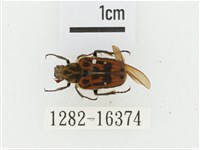 叉斑陷紋金龜藏品圖，第1張