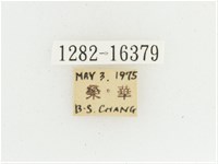 黃肩長腳花金龜藏品圖，第2張