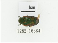 黑斑陷紋金龜藏品圖，第1張