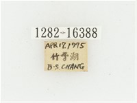 黃肩長腳花金龜藏品圖，第2張