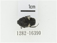 偽橫斑黑花金龜藏品圖，第1張