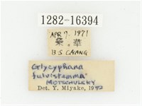 偽橫斑黑花金龜藏品圖，第2張