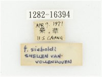 偽橫斑黑花金龜藏品圖，第3張