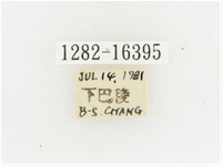 黃肩長腳花金龜藏品圖，第2張