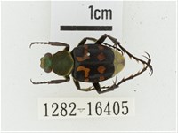 黃肩長腳花金龜藏品圖，第1張