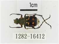 黃肩長腳花金龜藏品圖，第1張