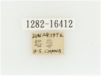 黃肩長腳花金龜藏品圖，第2張