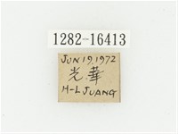 偽橫斑黑花金龜藏品圖，第2張