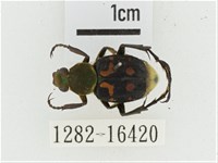 黃肩長腳花金龜藏品圖，第1張