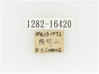 黃肩長腳花金龜藏品圖，第2張