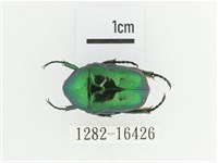 藍艷白點花金龜藏品圖，第1張