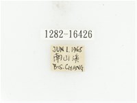 藍艷白點花金龜藏品圖，第2張