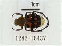 黃肩長腳花金龜藏品圖，第1張