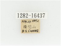 黃肩長腳花金龜藏品圖，第2張