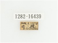 綠艷長腳花金龜藏品圖，第2張