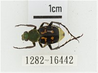 黃肩長腳花金龜藏品圖，第1張