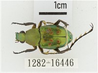 綠艷長腳花金龜藏品圖，第1張