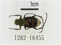 黃肩長腳花金龜藏品圖，第1張