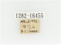 黃肩長腳花金龜藏品圖，第2張